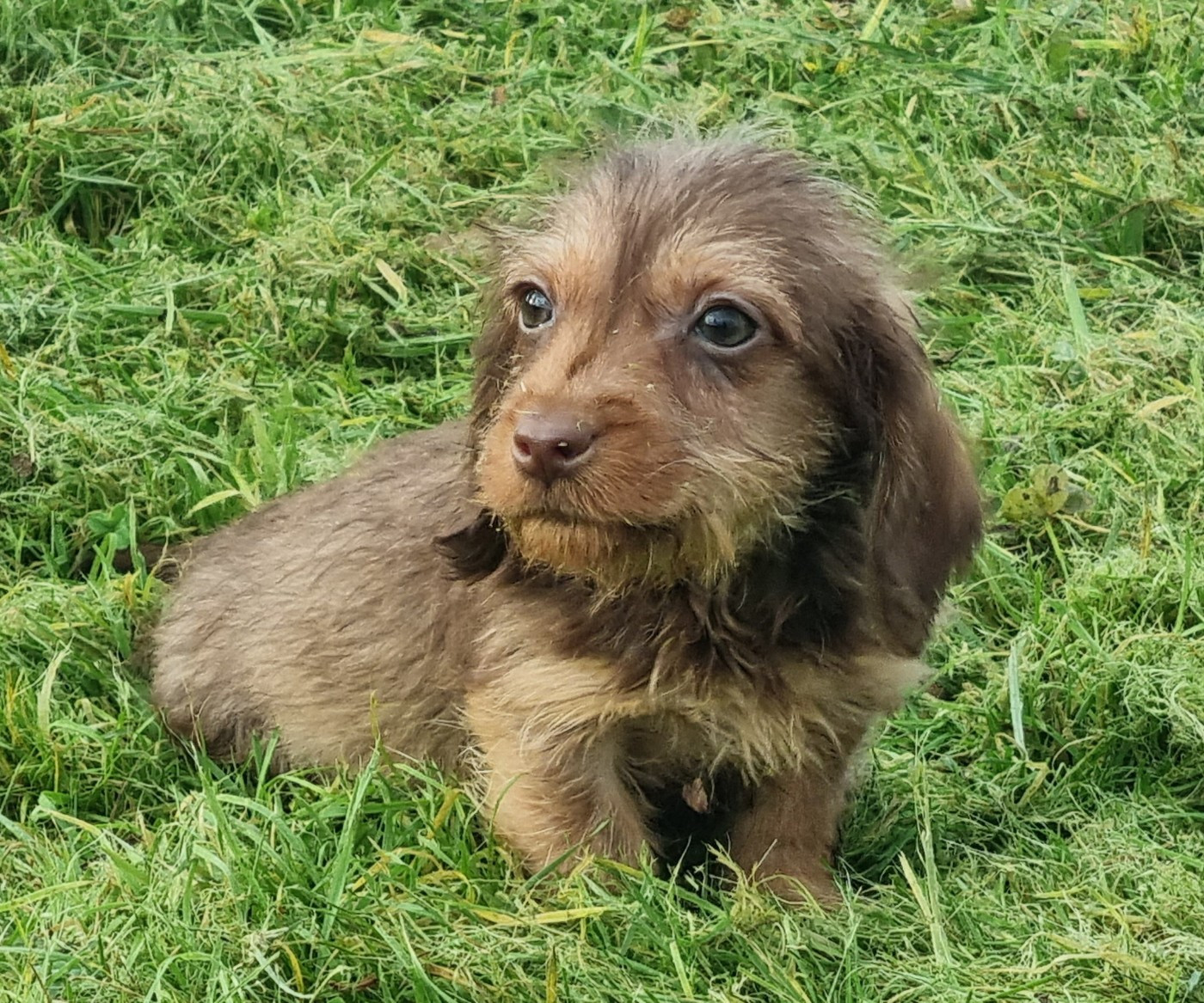 Du logis de beaumanoir - Chiots disponibles - Teckel poil dur