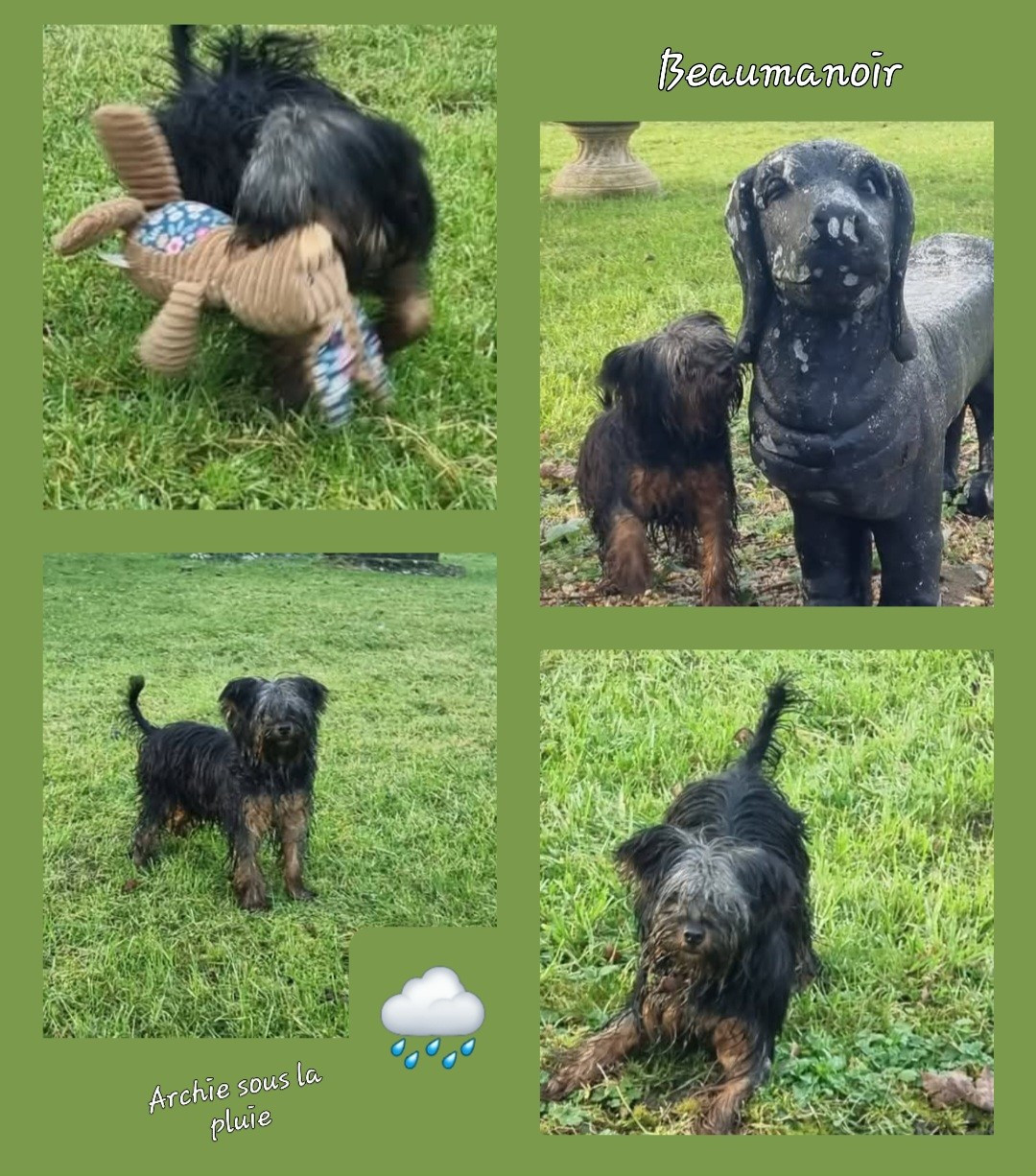 Du logis de beaumanoir - Chiots disponibles - Yorkshire Terrier