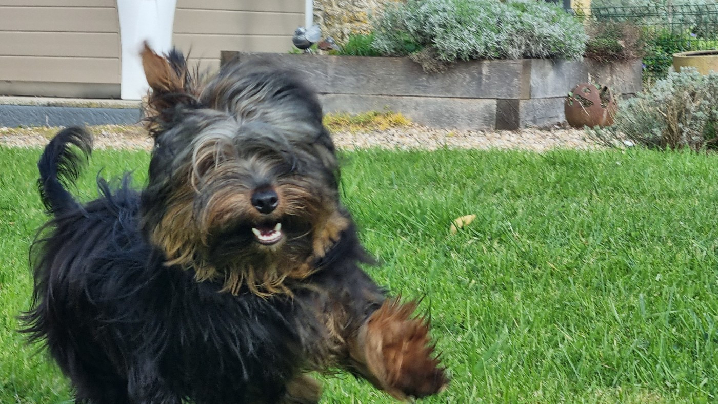 Du logis de beaumanoir - Yorkshire Terrier - Portée née le 02/08/2025