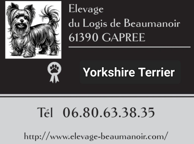 Du logis de beaumanoir - Yorkshire Terrier - Portée née le 17/03/2026
