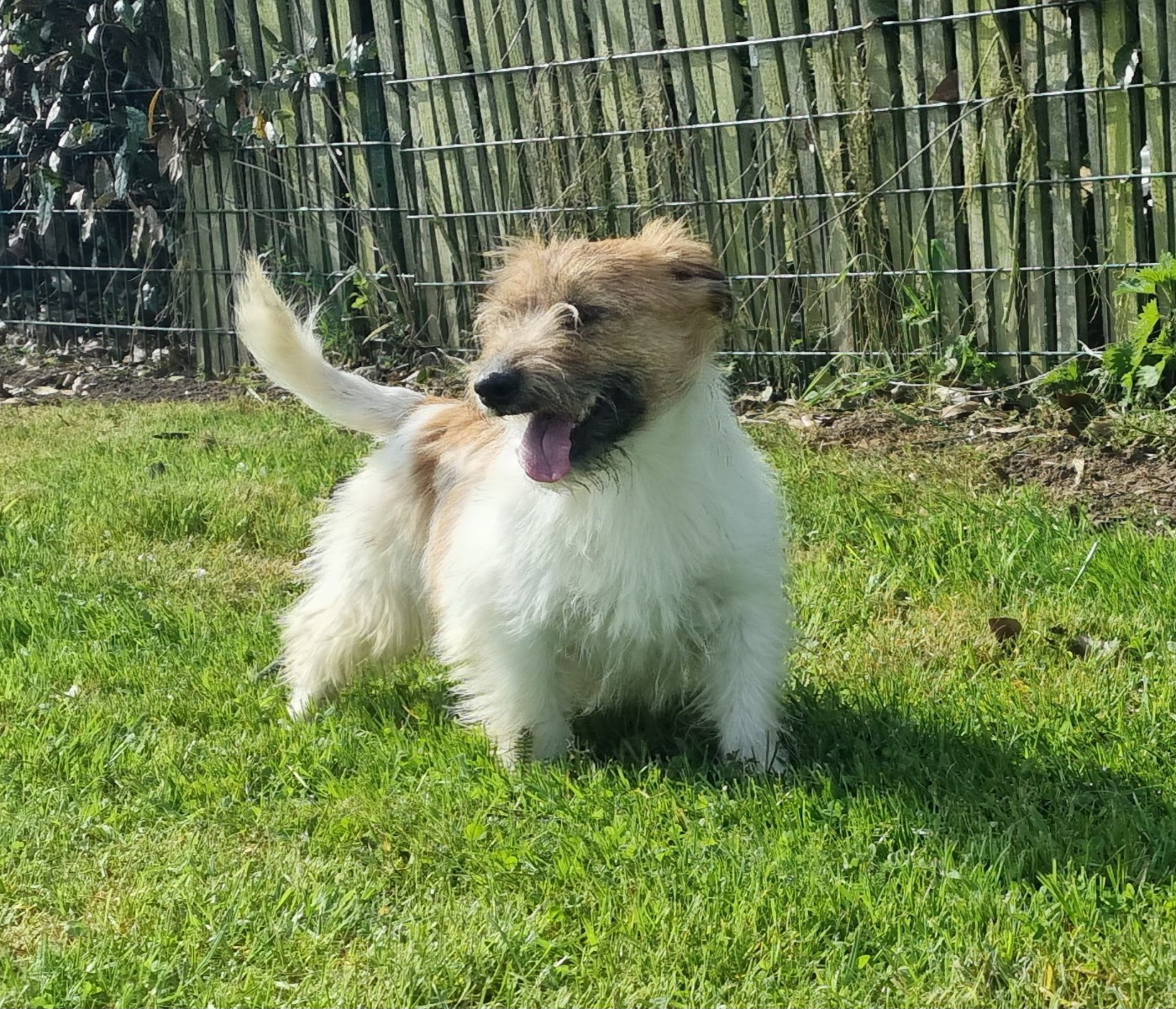 Du logis de beaumanoir - Chiots disponibles - Jack Russell Terrier