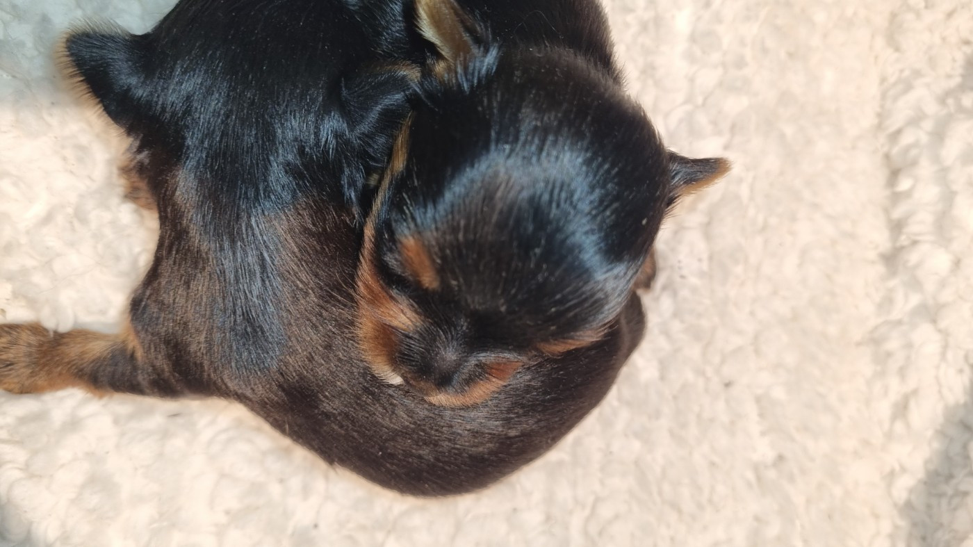 Du logis de beaumanoir - Chiots disponibles - Yorkshire Terrier