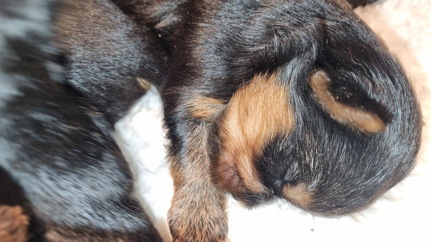 Du logis de beaumanoir - Chiots disponibles - Yorkshire Terrier