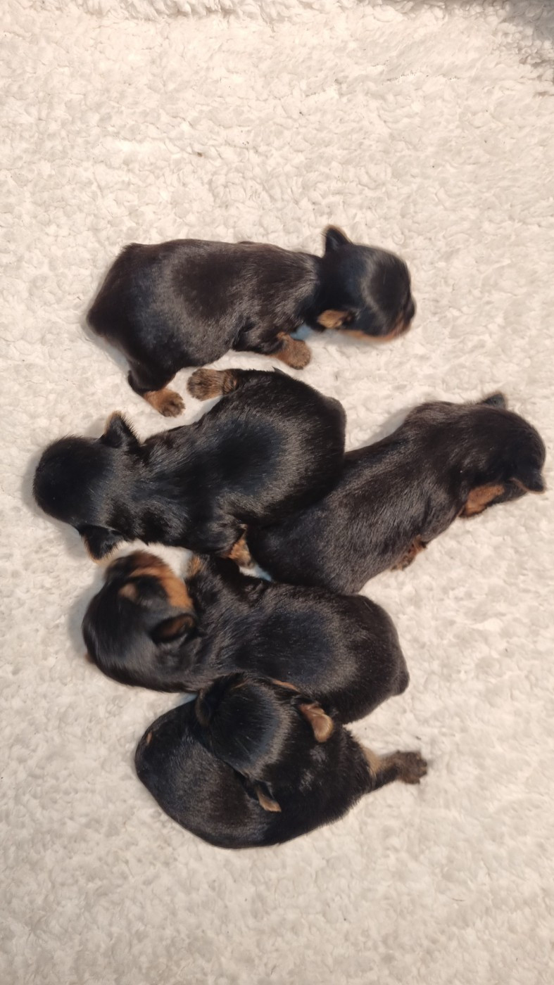 Chiot Yorkshire Terrier Du logis de beaumanoir