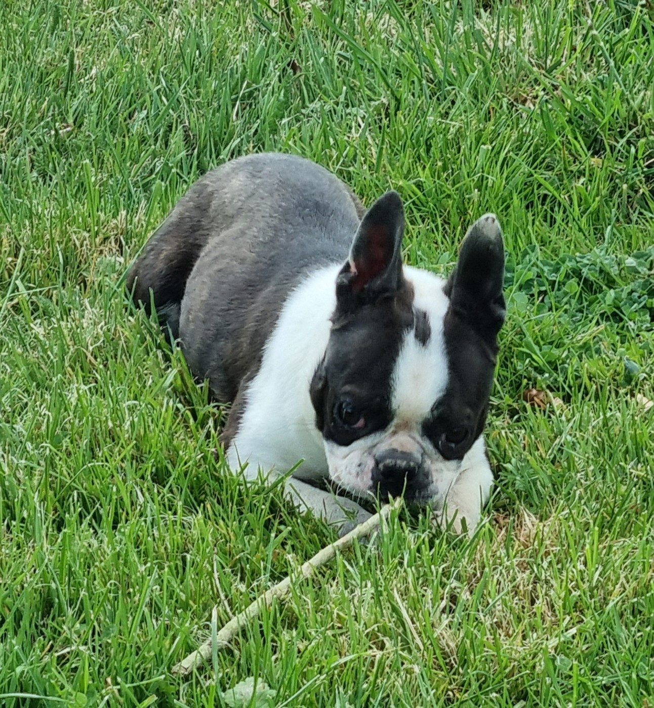 Du logis de beaumanoir - Chiots disponibles - Boston Terrier