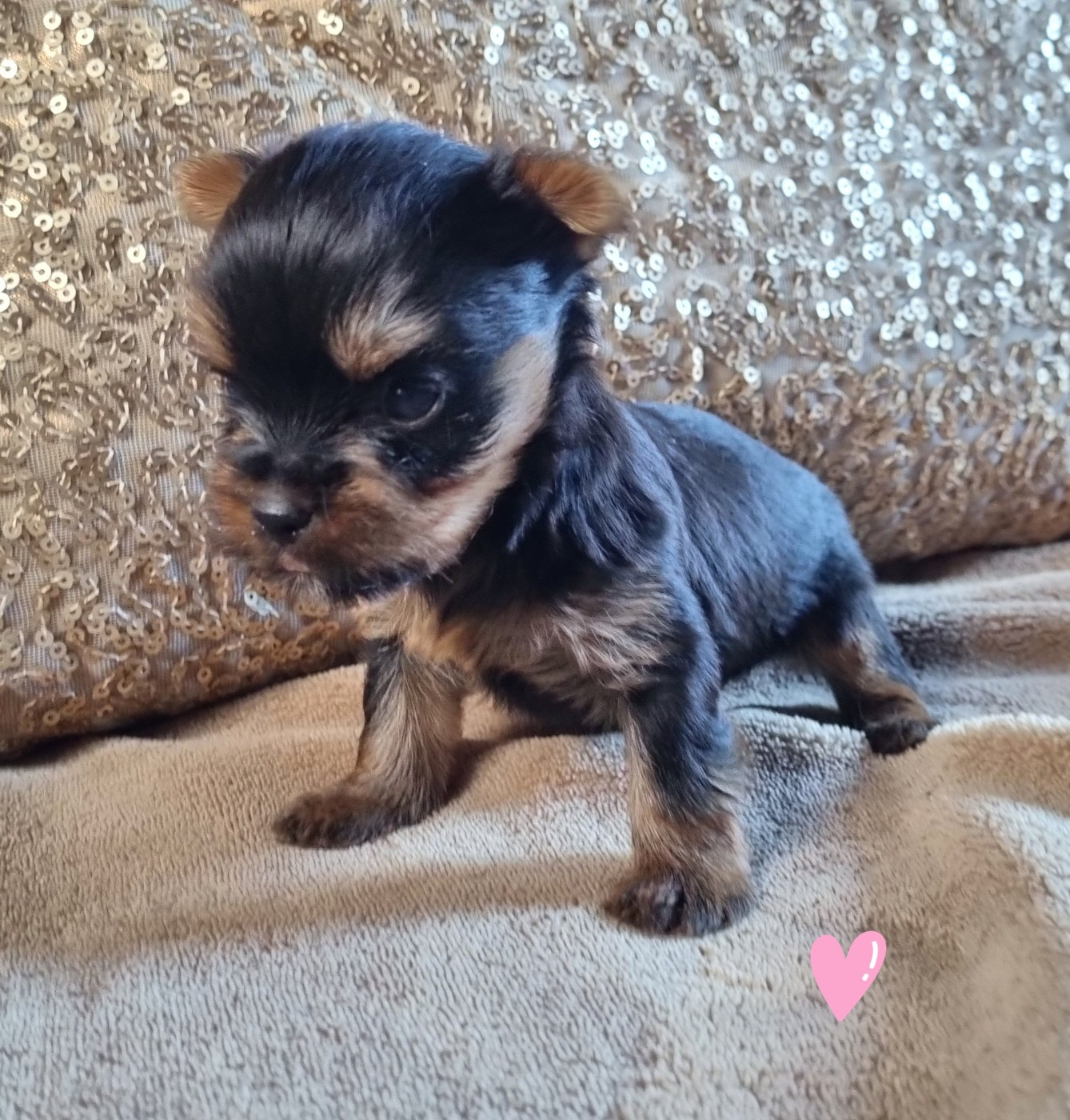 Du logis de beaumanoir - Chiots disponibles - Yorkshire Terrier
