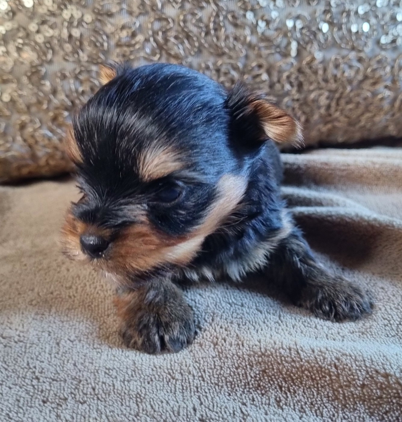 Du logis de beaumanoir - Chiots disponibles - Yorkshire Terrier