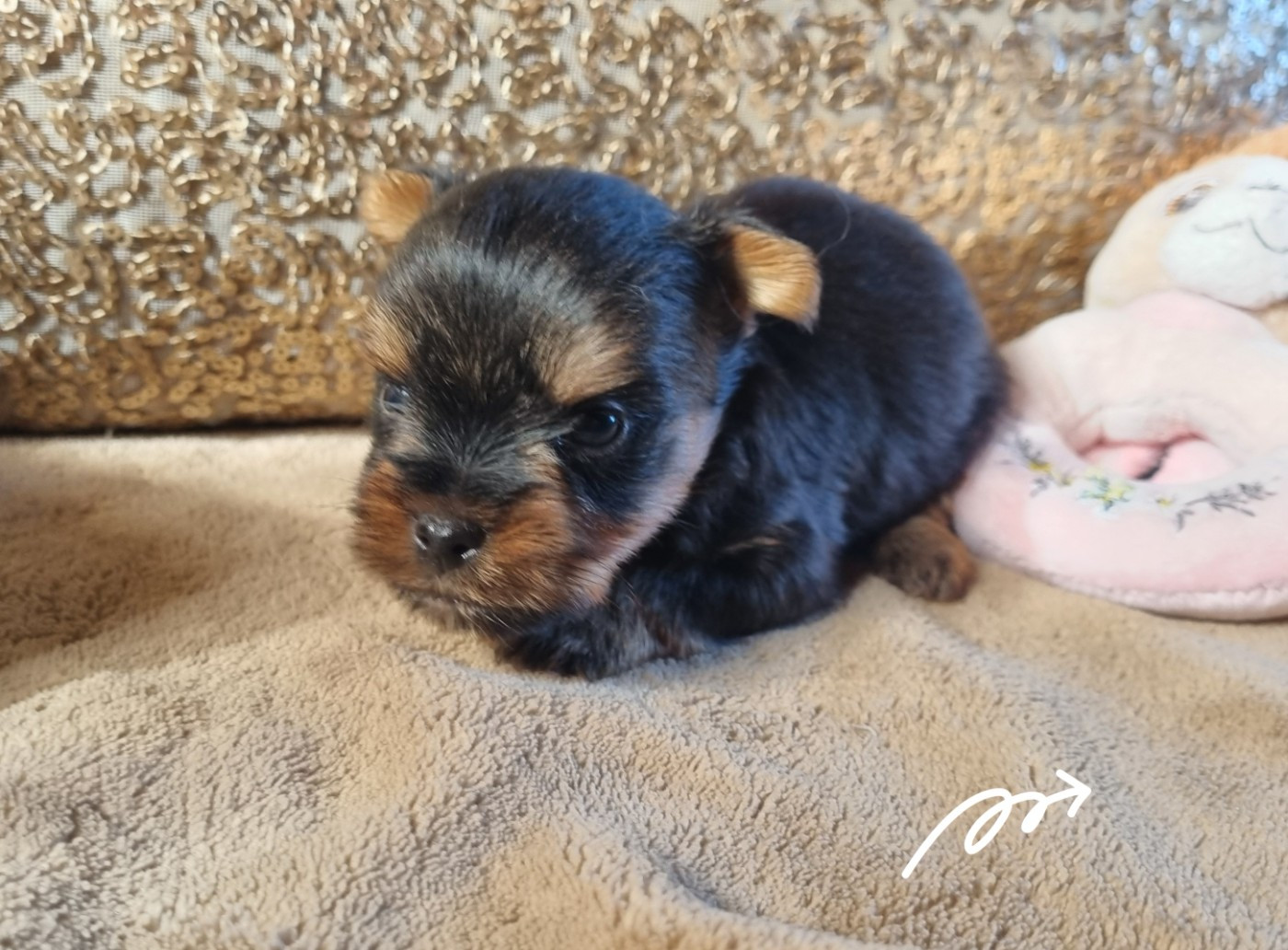 Du logis de beaumanoir - Chiots disponibles - Yorkshire Terrier