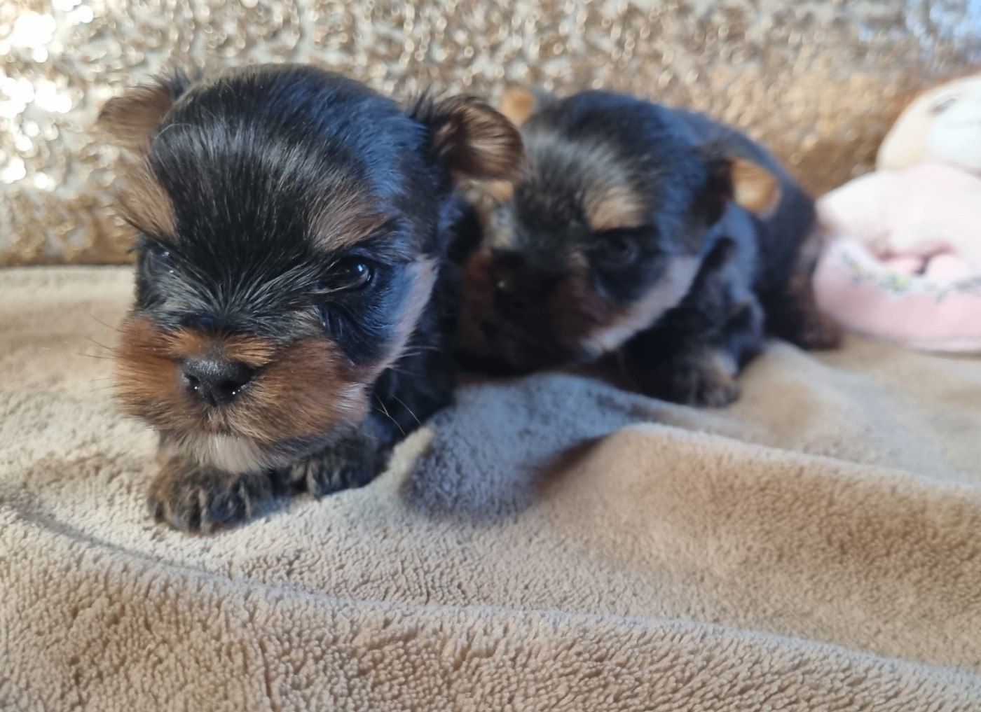 Du logis de beaumanoir - Chiots disponibles - Yorkshire Terrier