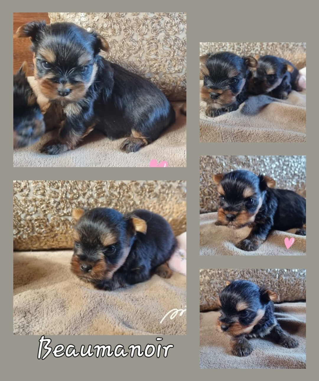 Du logis de beaumanoir - Yorkshire Terrier - Portée née le 17/03/2026