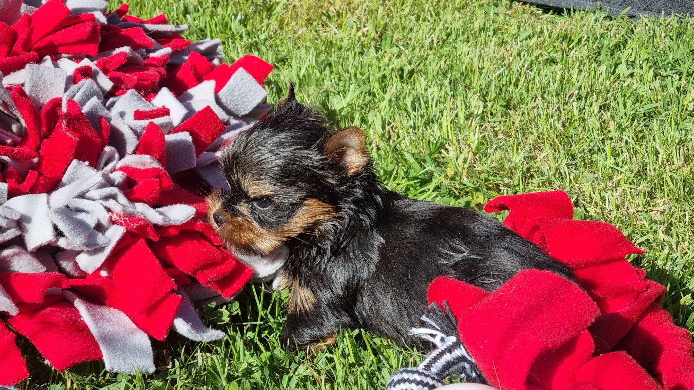 Du logis de beaumanoir - Chiots disponibles - Yorkshire Terrier