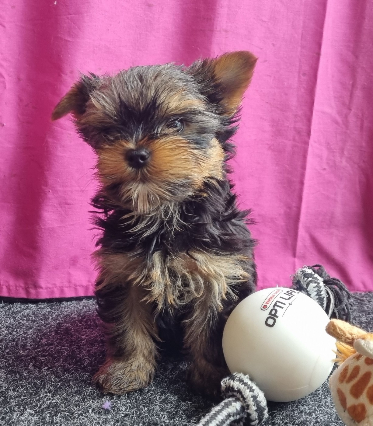 Du logis de beaumanoir - Chiots disponibles - Yorkshire Terrier