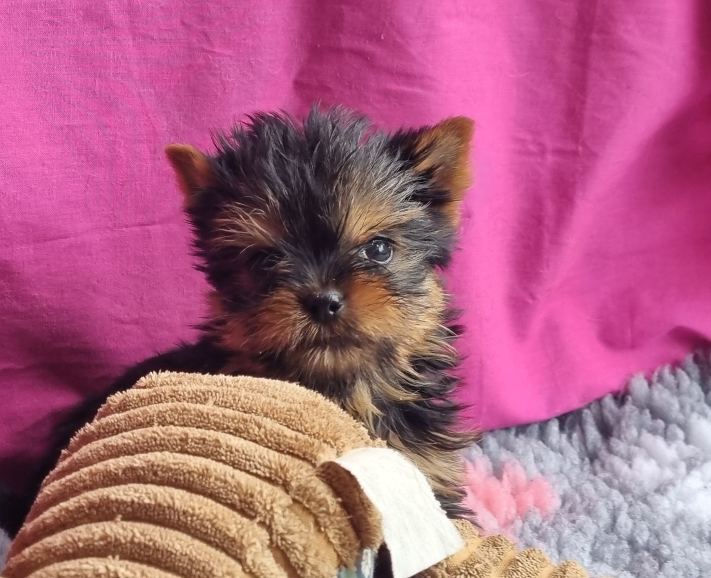 Du logis de beaumanoir - Chiots disponibles - Yorkshire Terrier