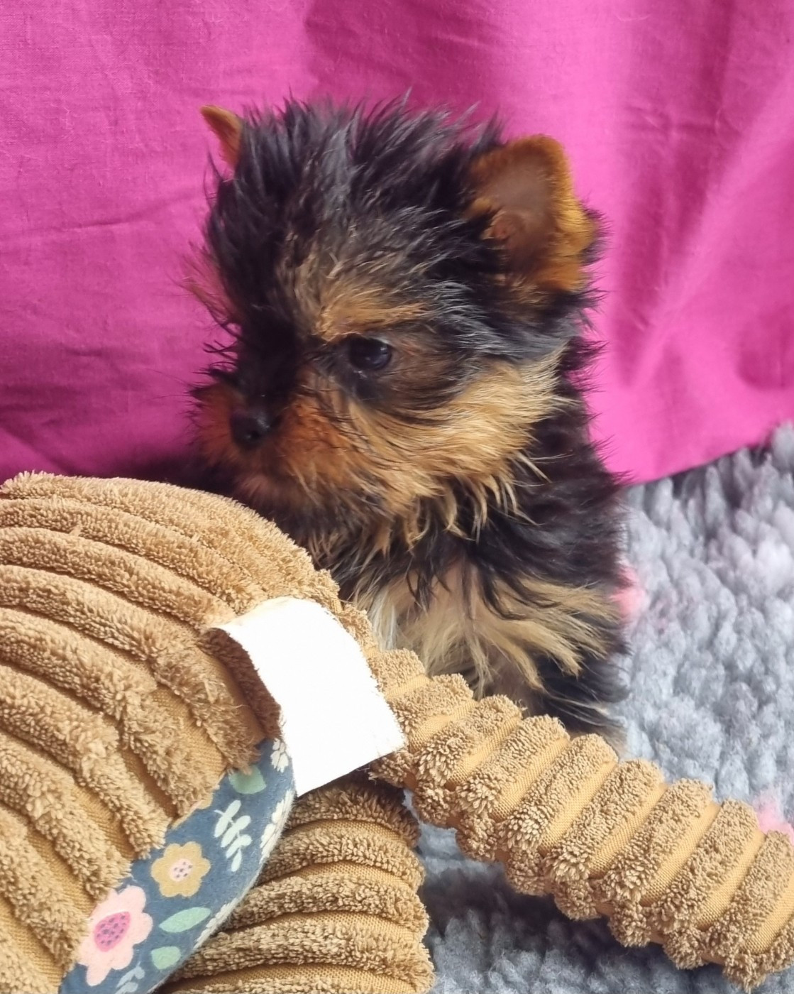 Chiot Yorkshire Terrier Du logis de beaumanoir