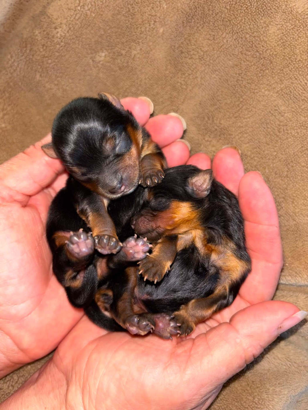 Chiot Yorkshire Terrier Du logis de beaumanoir