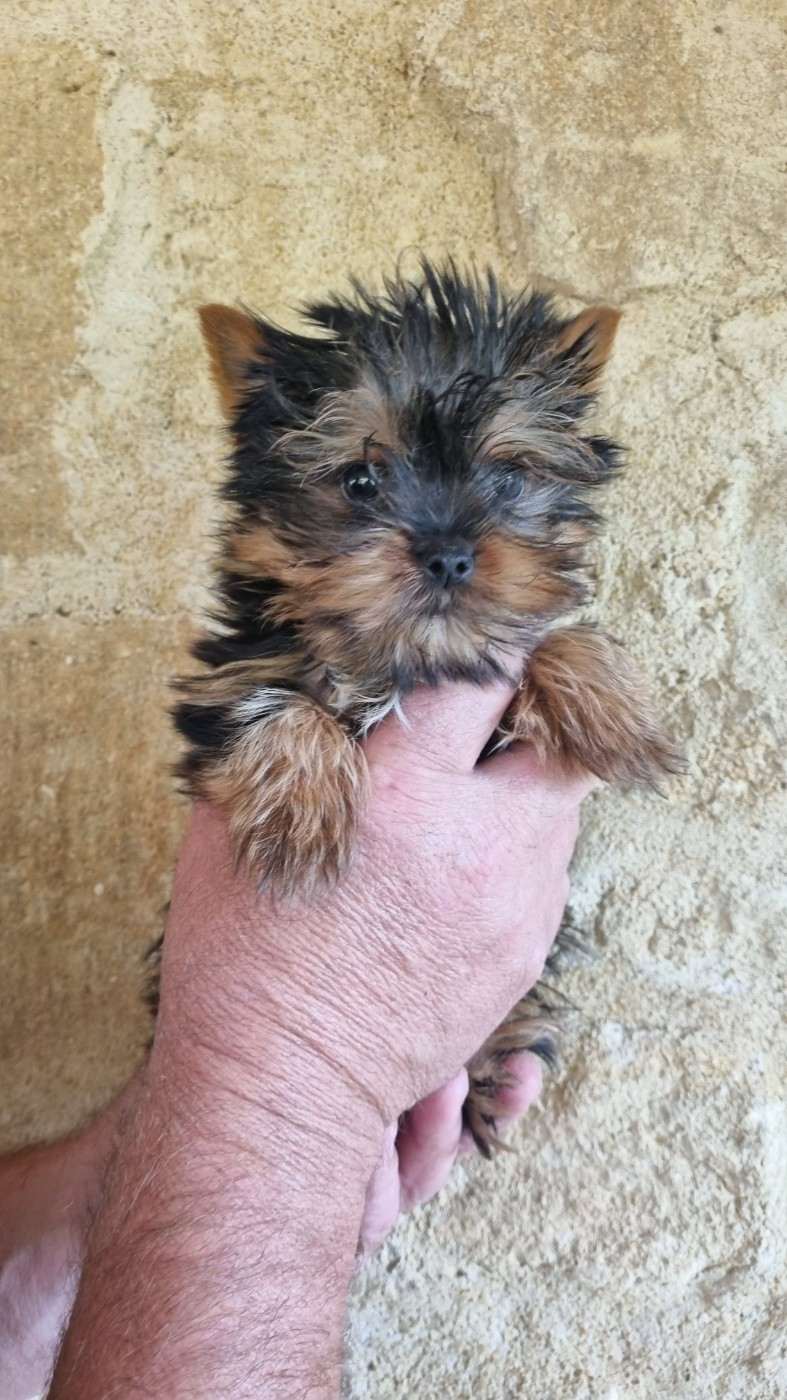 Du logis de beaumanoir - Chiots disponibles - Yorkshire Terrier