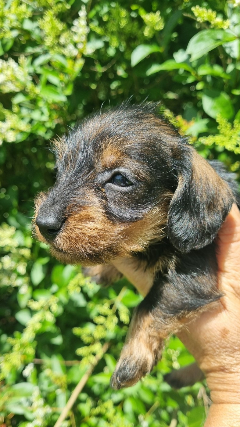 Du logis de beaumanoir - Chiots disponibles - Teckel poil dur