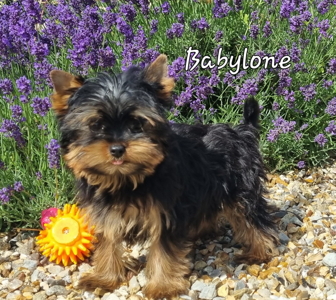 Du logis de beaumanoir - Chiots disponibles - Yorkshire Terrier