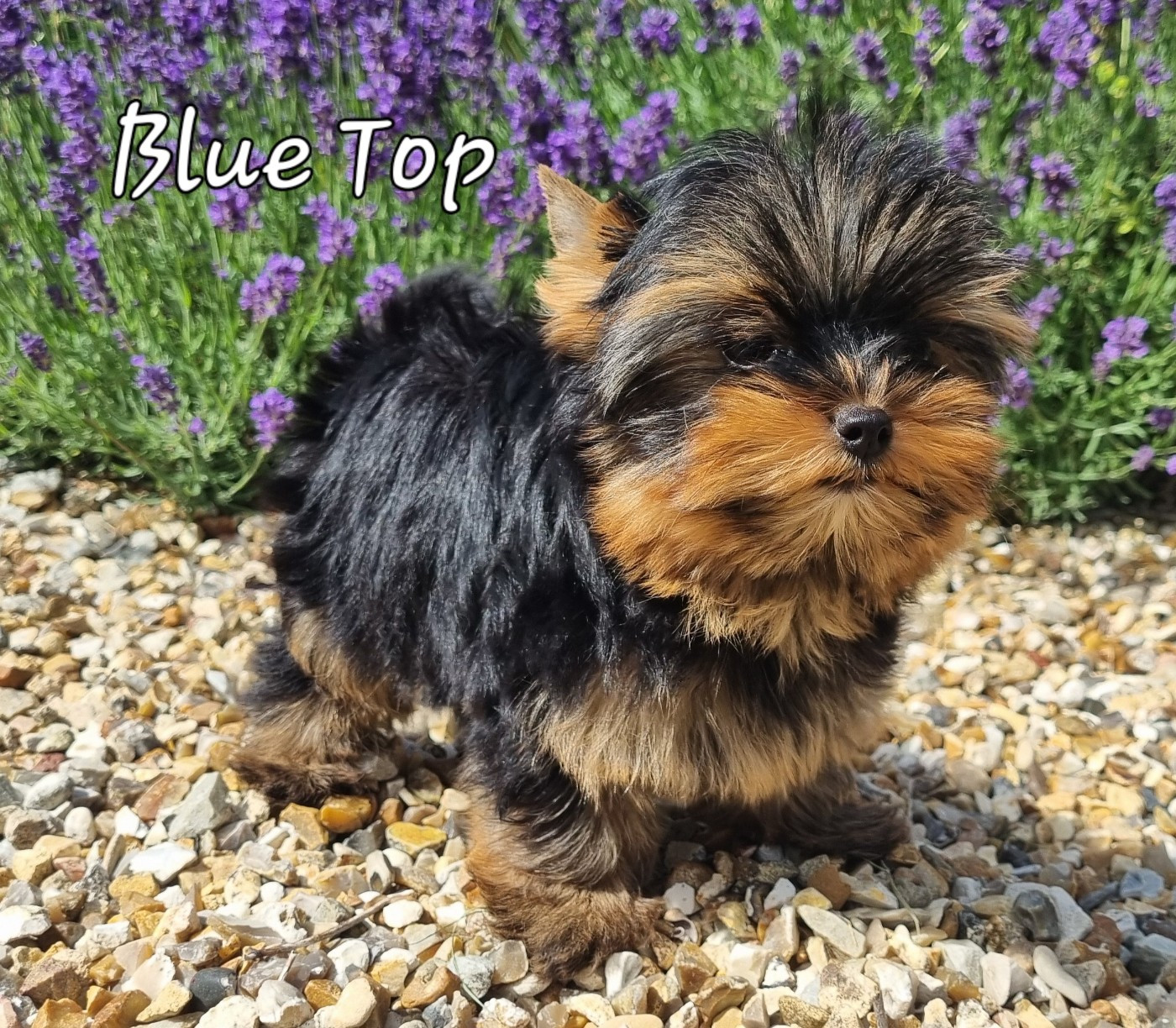 Du logis de beaumanoir - Chiots disponibles - Yorkshire Terrier