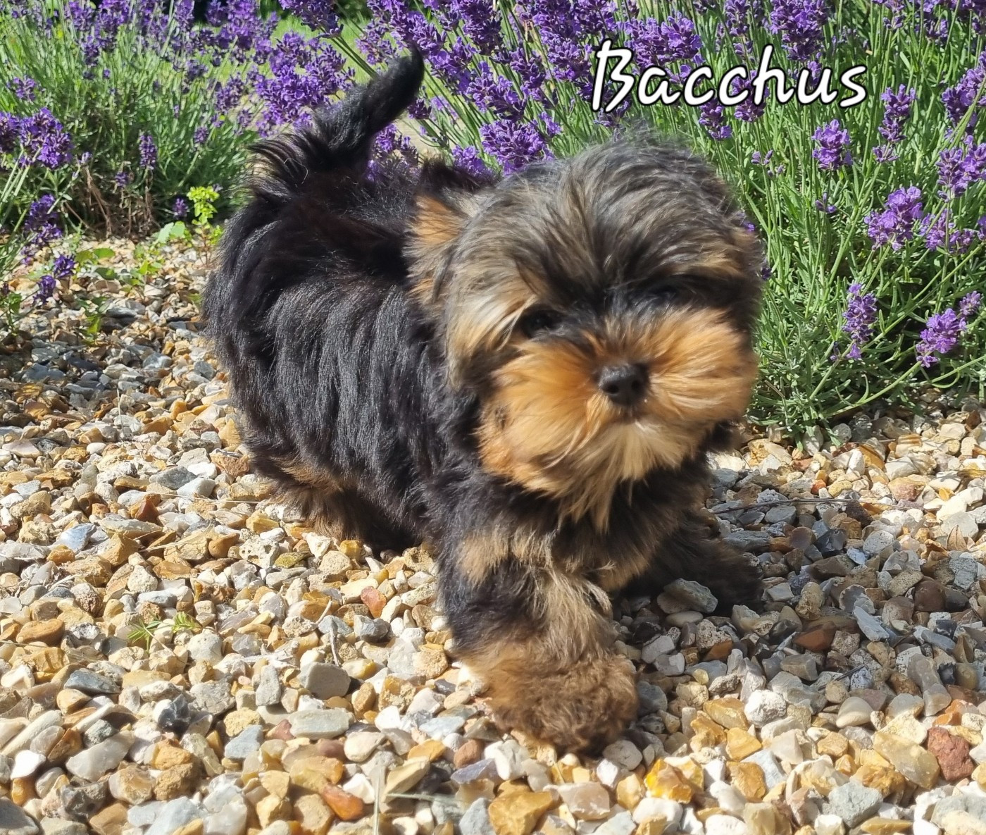 Du logis de beaumanoir - Chiots disponibles - Yorkshire Terrier