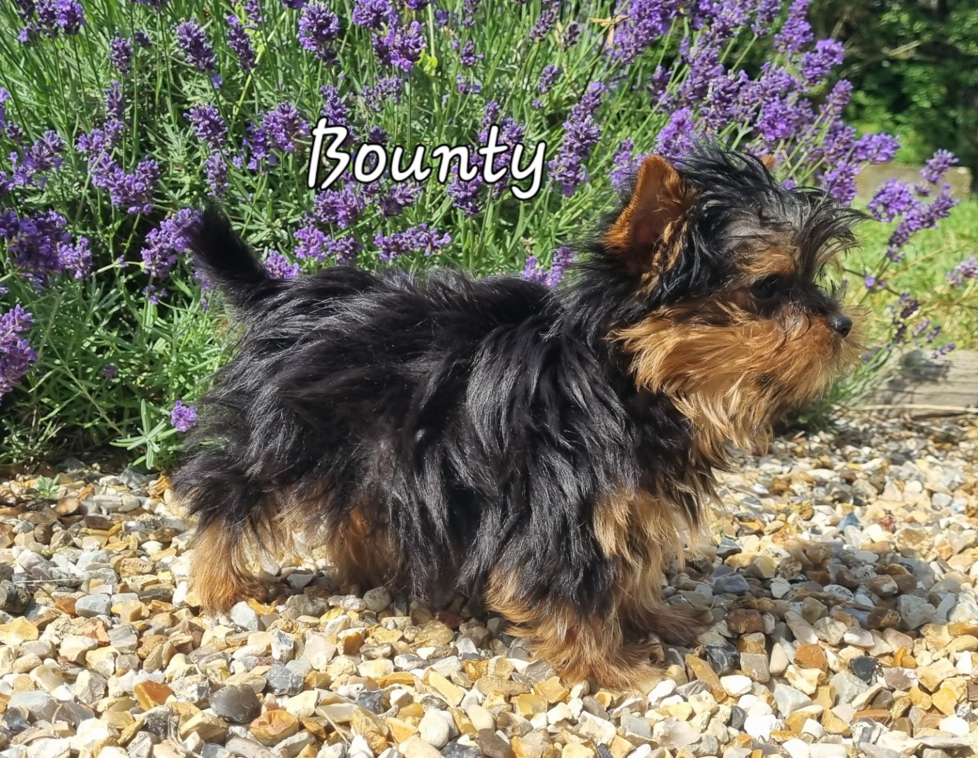 Du logis de beaumanoir - Chiots disponibles - Yorkshire Terrier