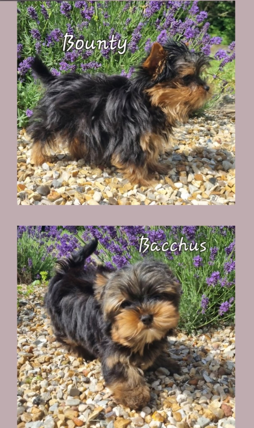 Du logis de beaumanoir - Yorkshire Terrier - Portée née le 17/03/2026