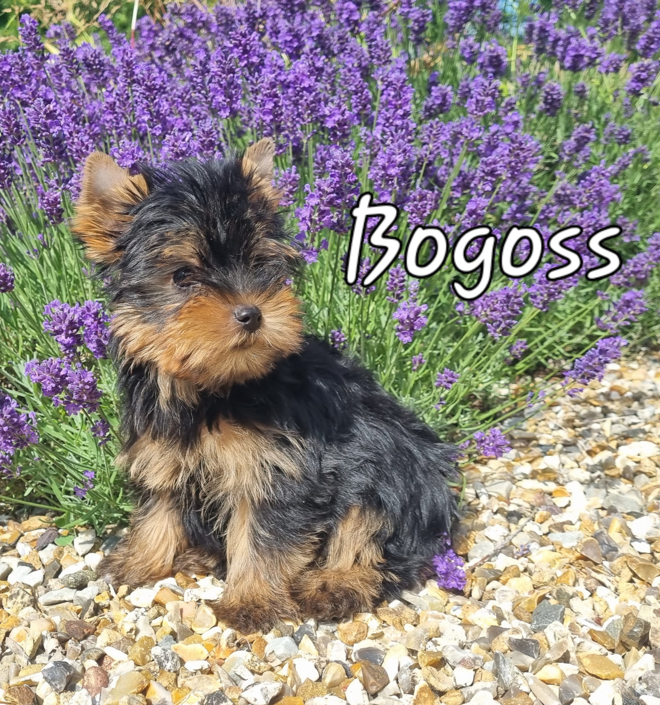 Du logis de beaumanoir - Chiots disponibles - Yorkshire Terrier