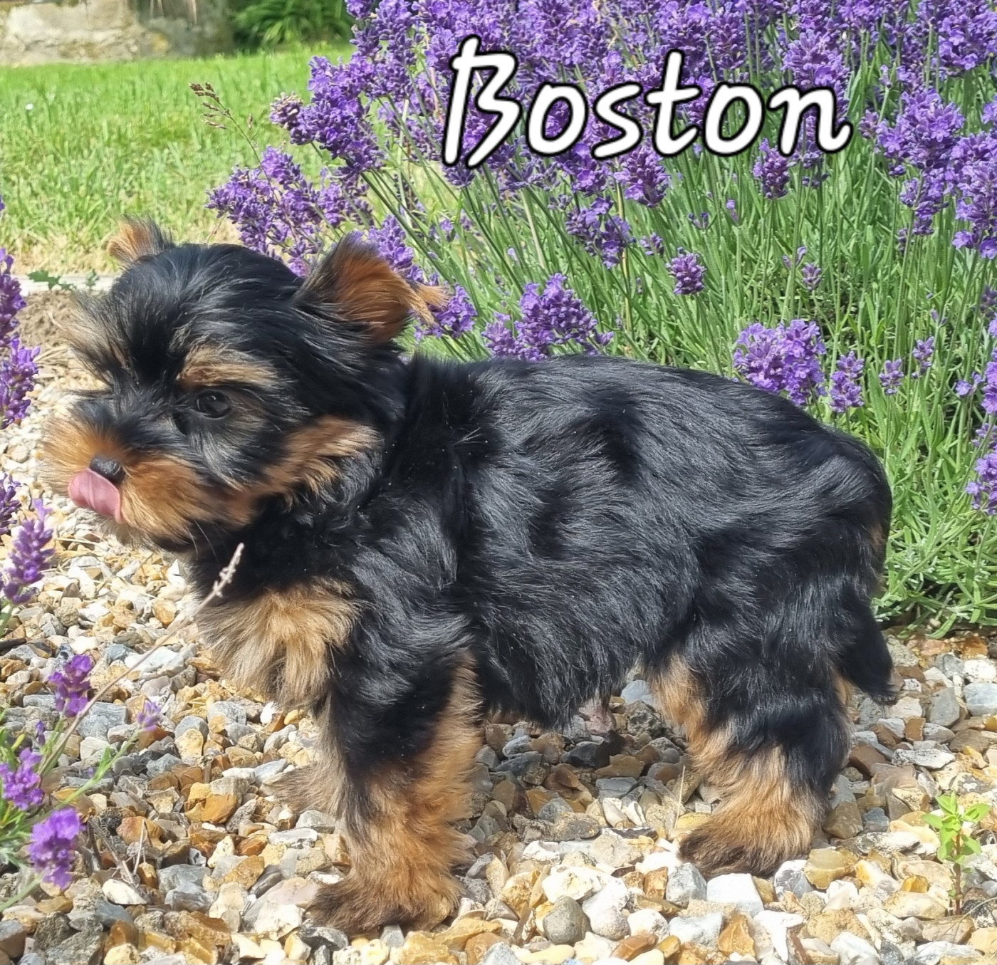Du logis de beaumanoir - Chiots disponibles - Yorkshire Terrier