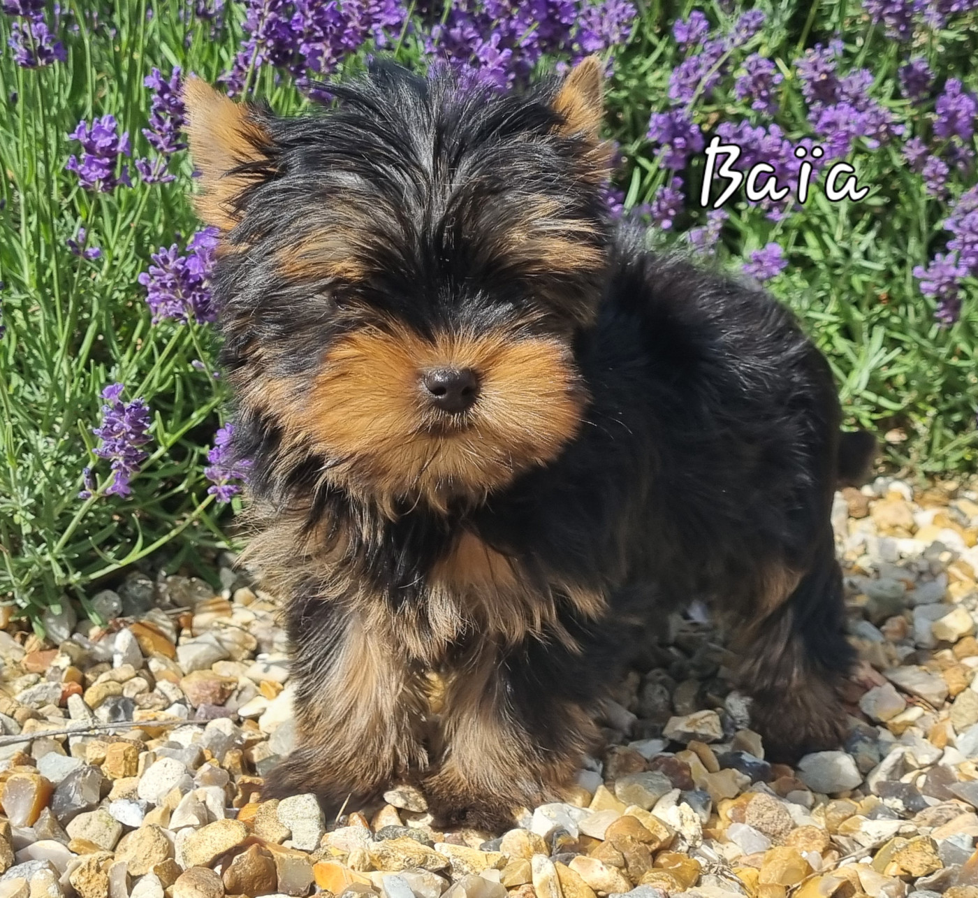 Du logis de beaumanoir - Chiots disponibles - Yorkshire Terrier