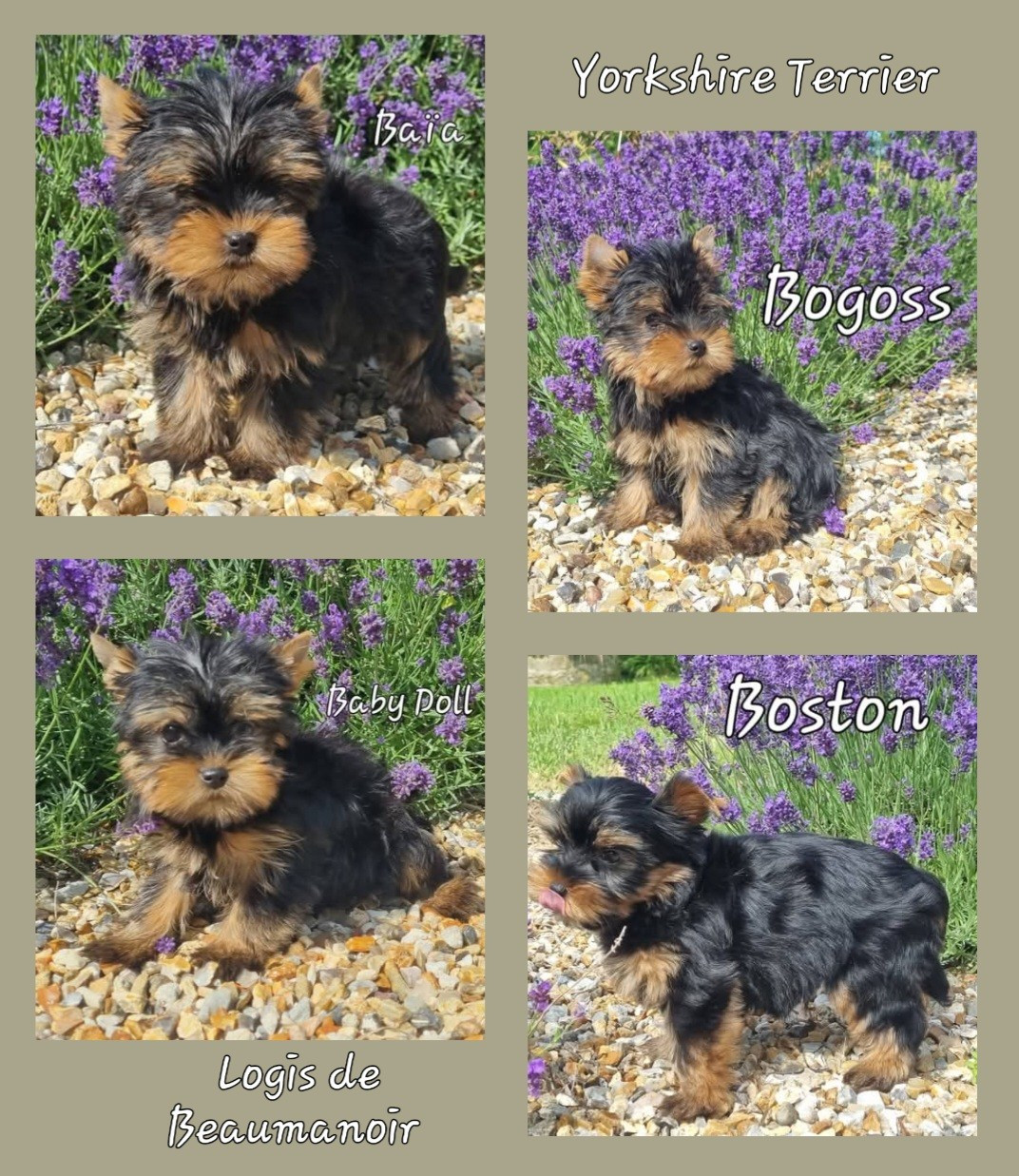 Du logis de beaumanoir - Yorkshire Terrier - Portée née le 17/04/2026