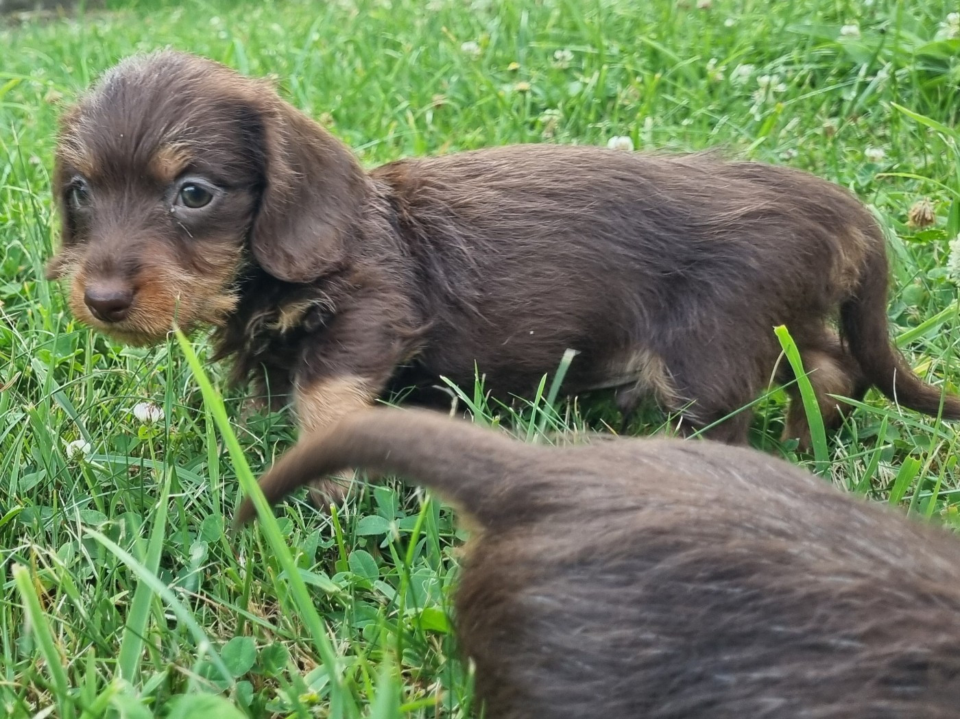 Du logis de beaumanoir - Chiots disponibles - Teckel poil dur