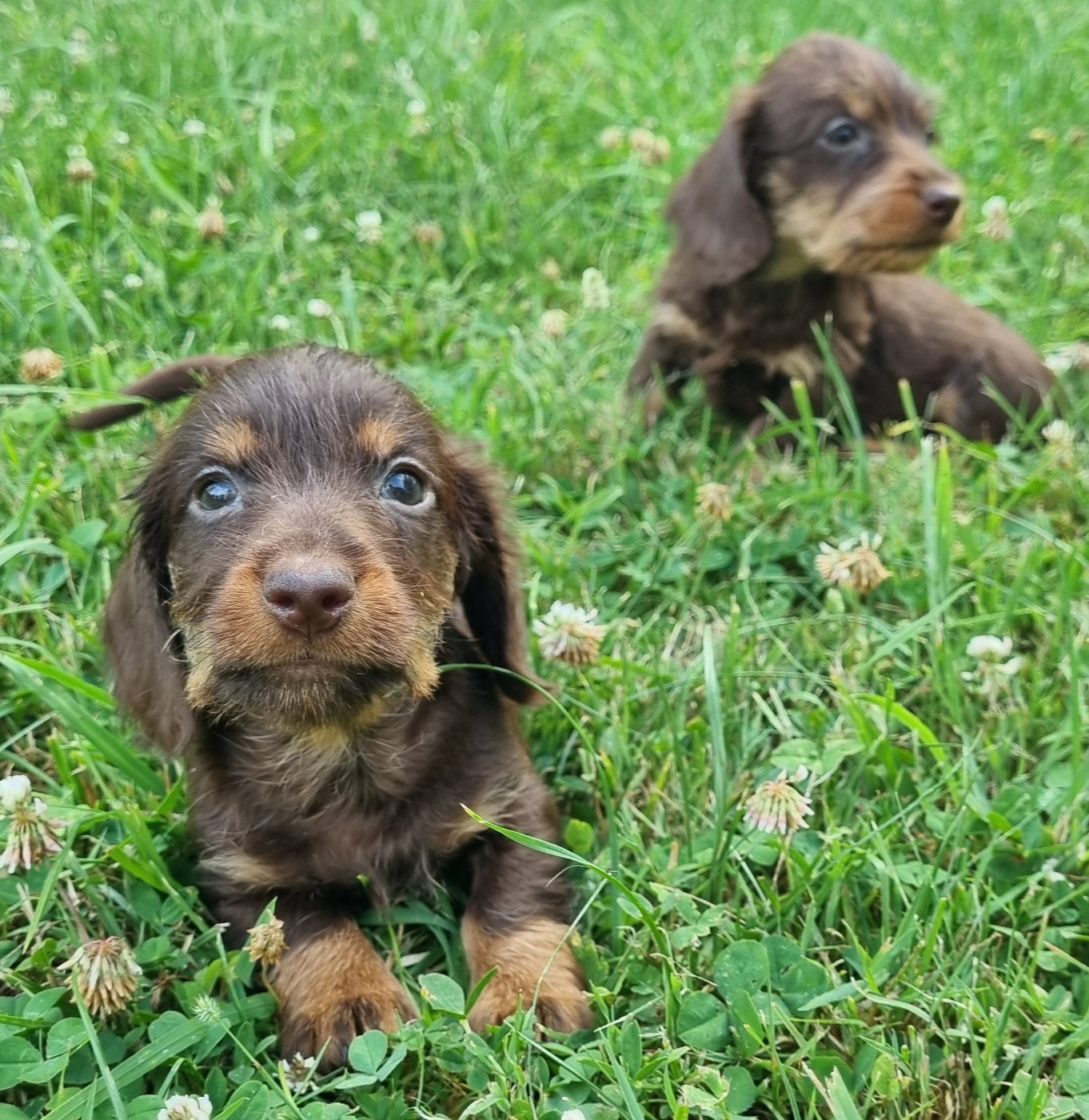 Du logis de beaumanoir - Chiots disponibles - Teckel poil dur