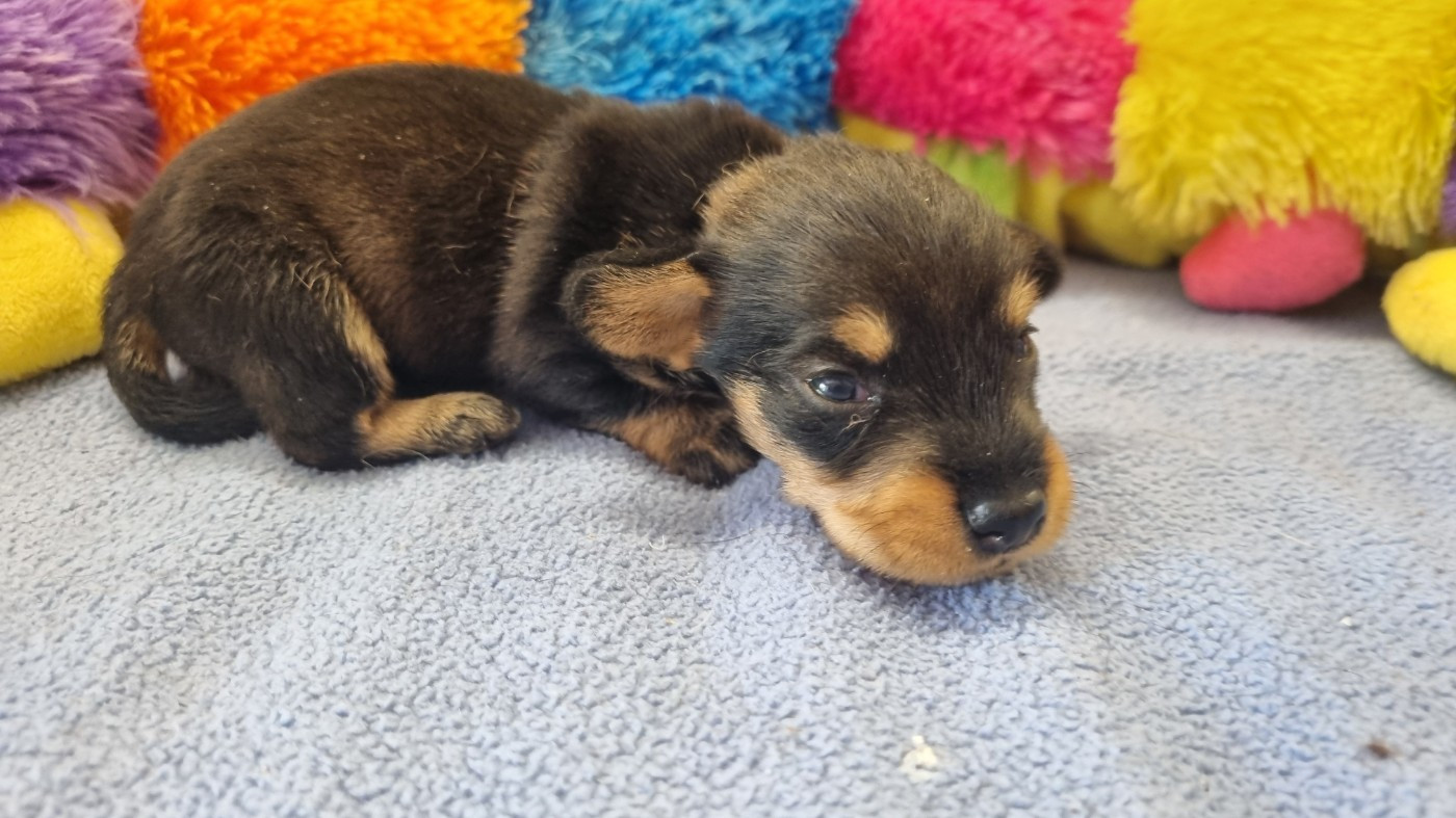 Du logis de beaumanoir - Chiots disponibles - Teckel poil dur