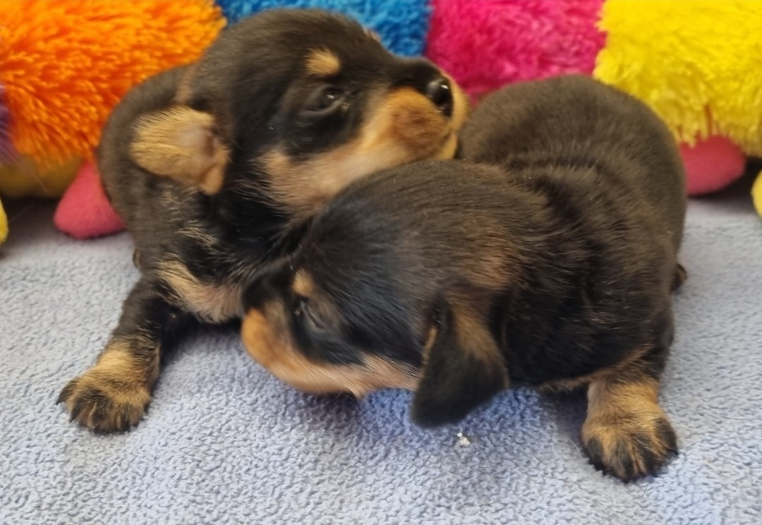Chiot Teckel poil dur Du logis de beaumanoir