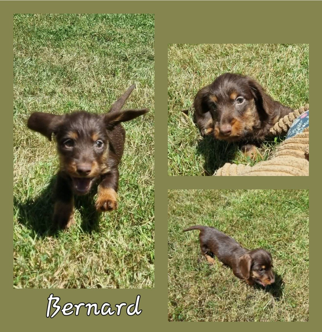 Du logis de beaumanoir - Chiots disponibles - Teckel poil dur