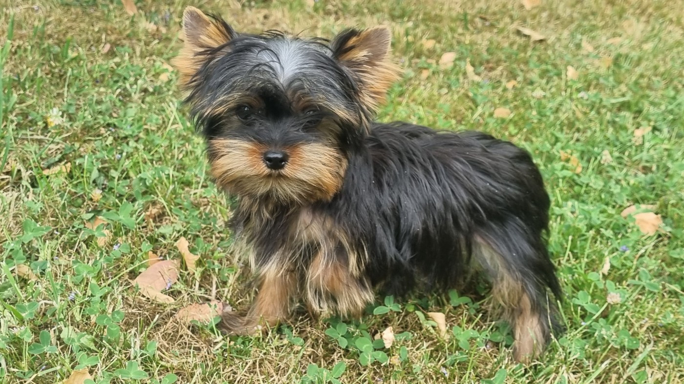 Du logis de beaumanoir - Chiots disponibles - Yorkshire Terrier