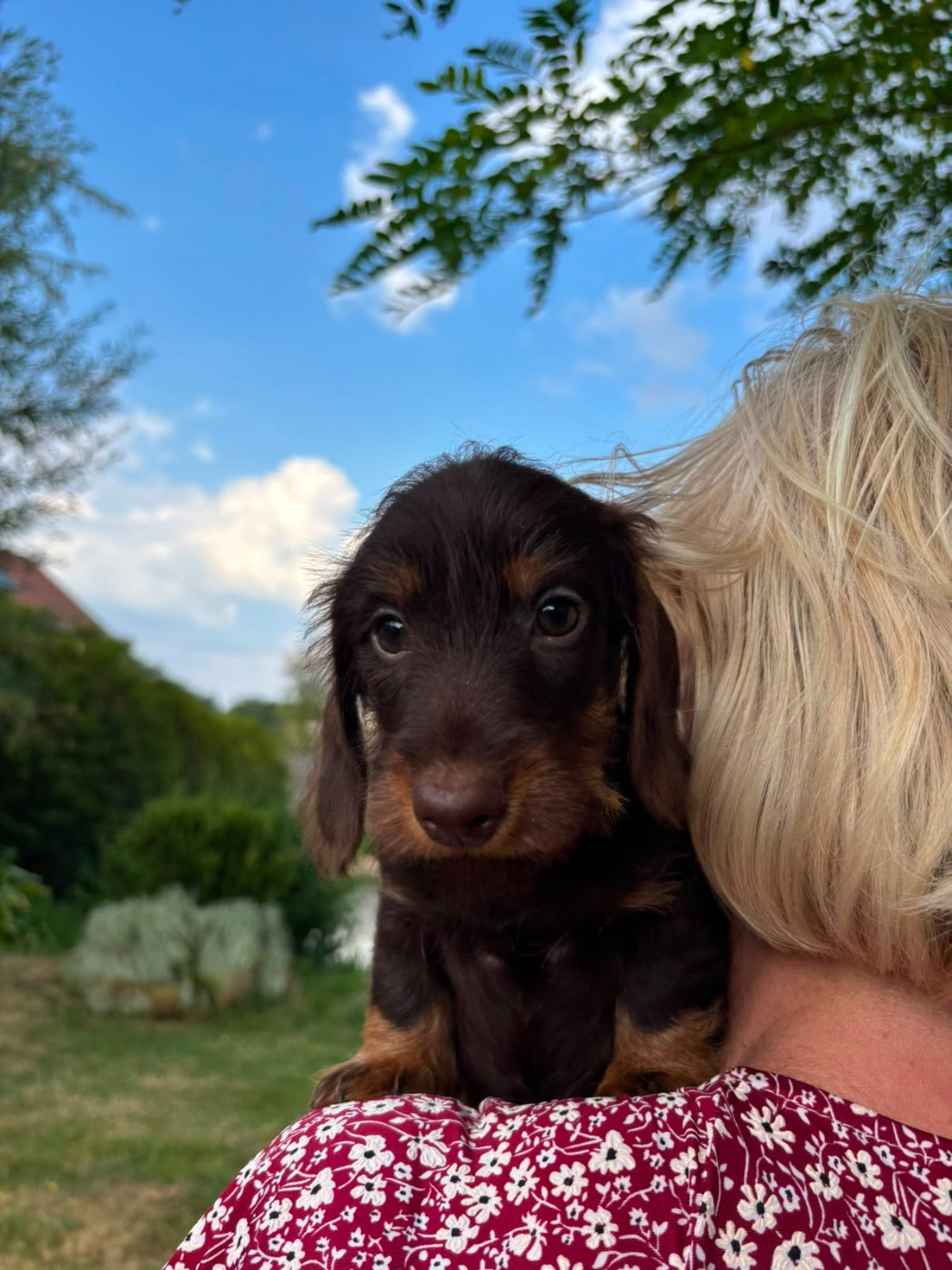 Du logis de beaumanoir - Chiots disponibles - Teckel poil dur