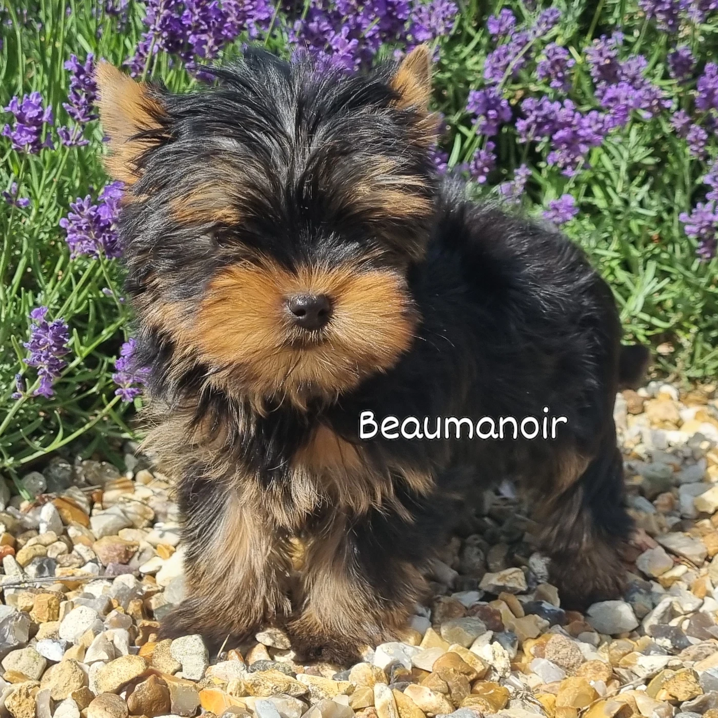 Du logis de beaumanoir - Yorkshire Terrier - Portée née le 17/03/2026