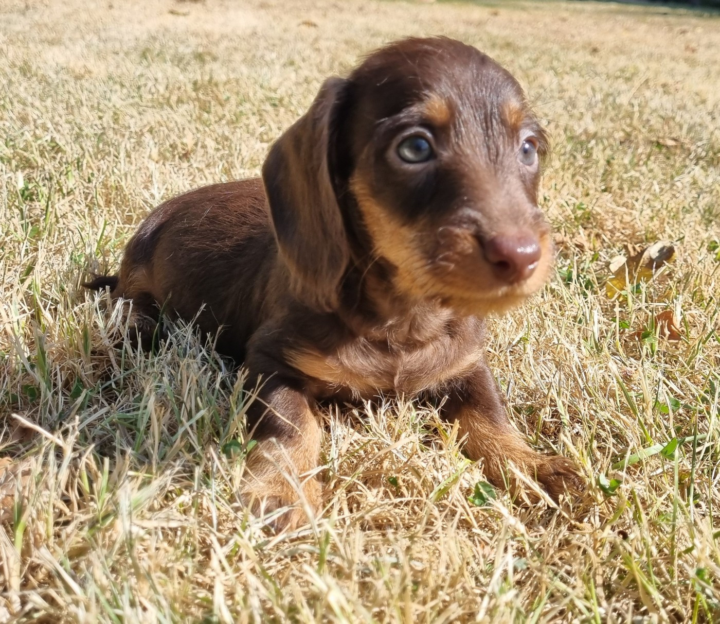 Du logis de beaumanoir - Chiots disponibles - Teckel poil dur