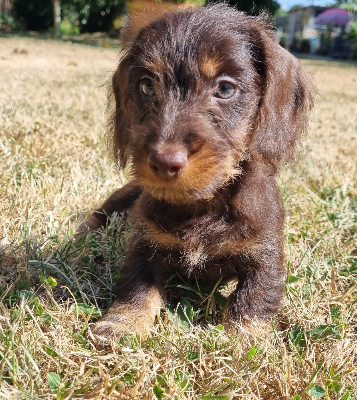 Du logis de beaumanoir - Chiots disponibles - Teckel poil dur