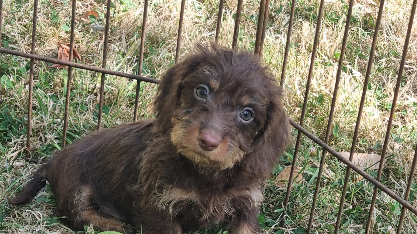 Du logis de beaumanoir - Chiots disponibles - Teckel poil dur