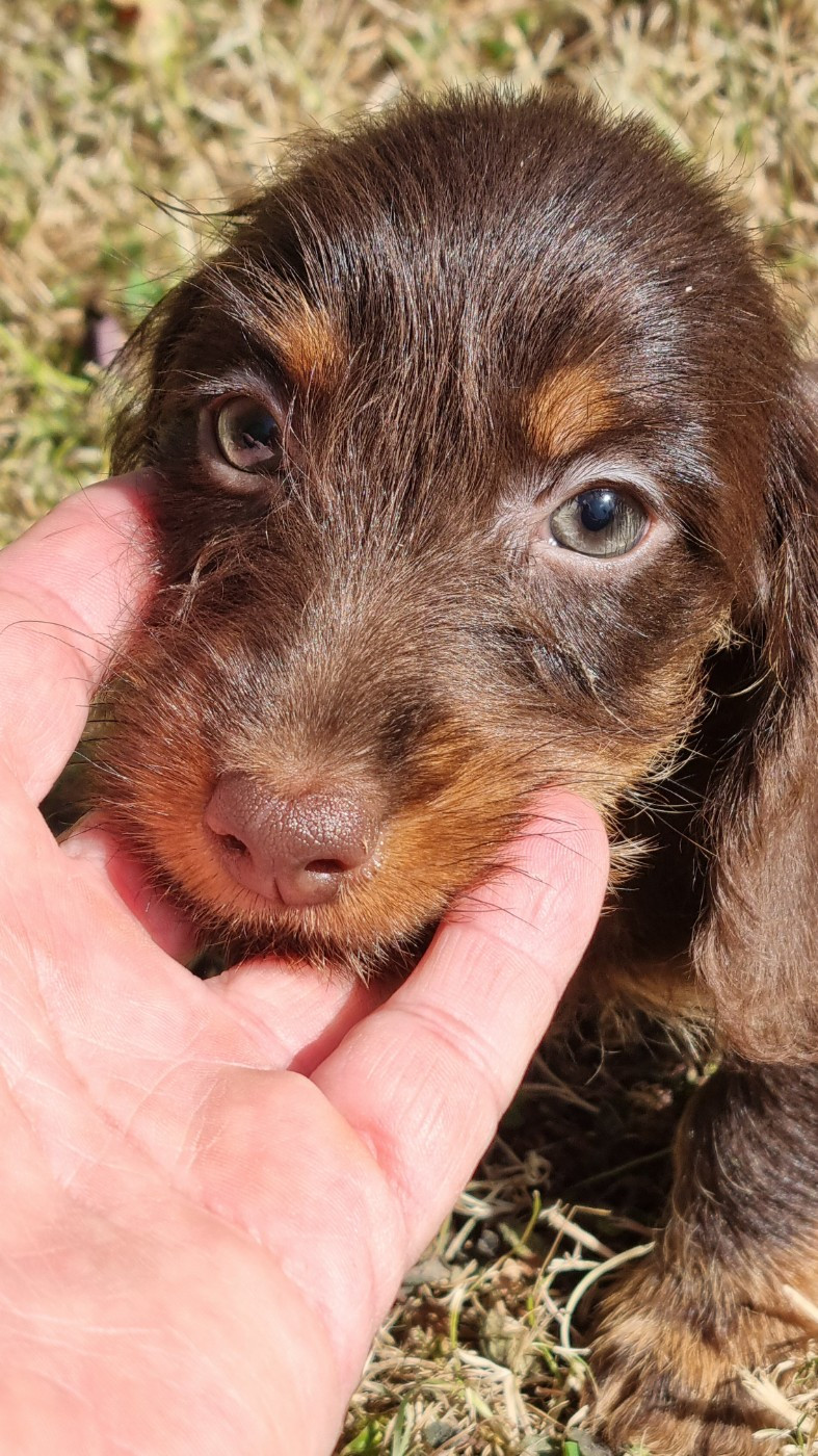 Chiot Teckel poil dur Du logis de beaumanoir