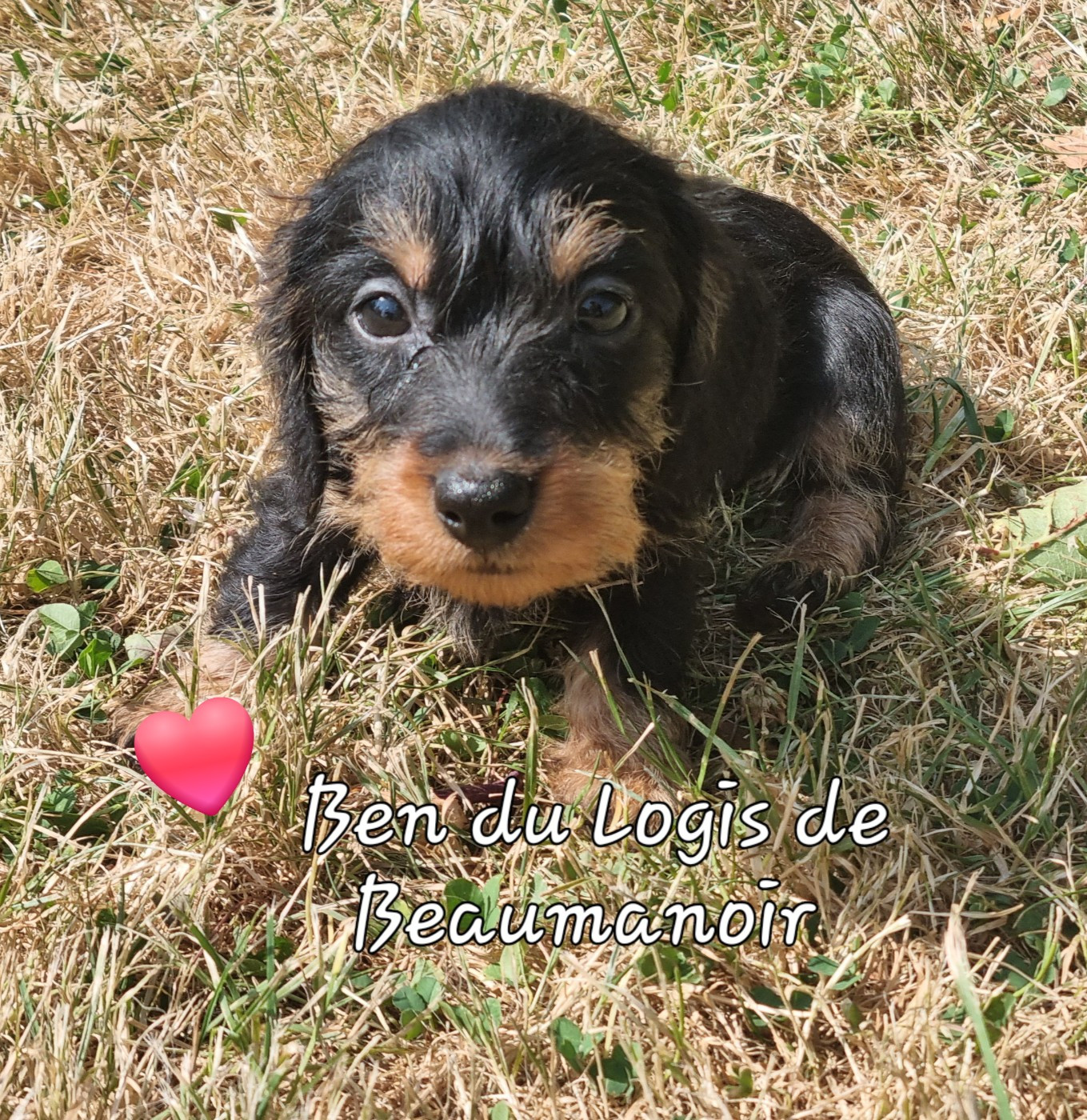 Du logis de beaumanoir - Chiots disponibles - Teckel poil dur