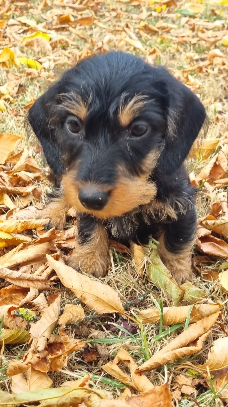 Du logis de beaumanoir - Chiots disponibles - Teckel poil dur