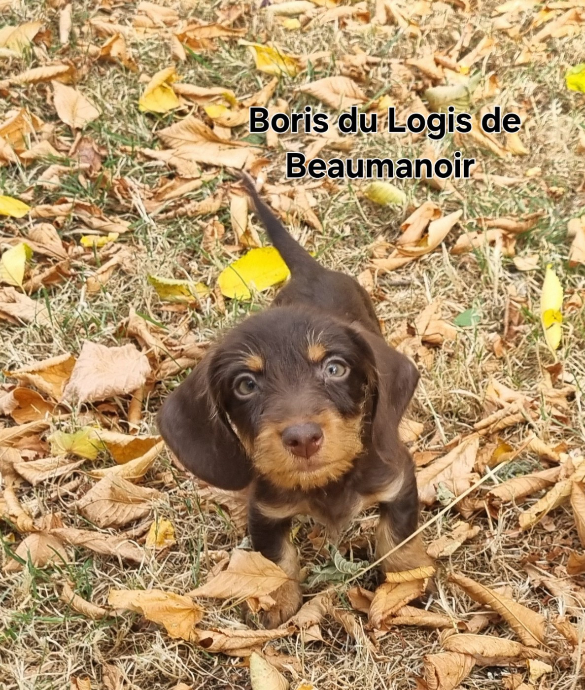 Du logis de beaumanoir - Chiots disponibles - Teckel poil dur