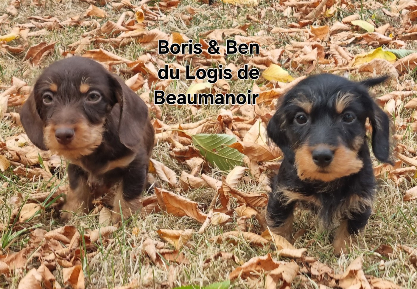 Du logis de beaumanoir - Teckel poil dur - Portée née le 26/05/2026