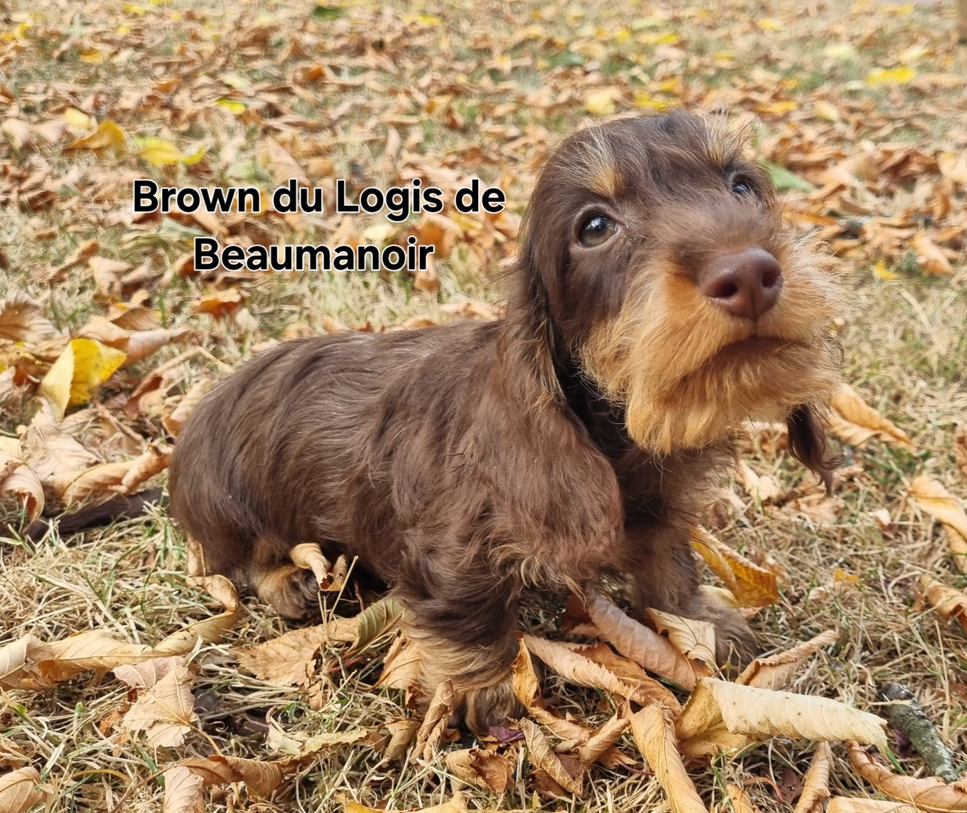 Du logis de beaumanoir - Chiots disponibles - Teckel poil dur