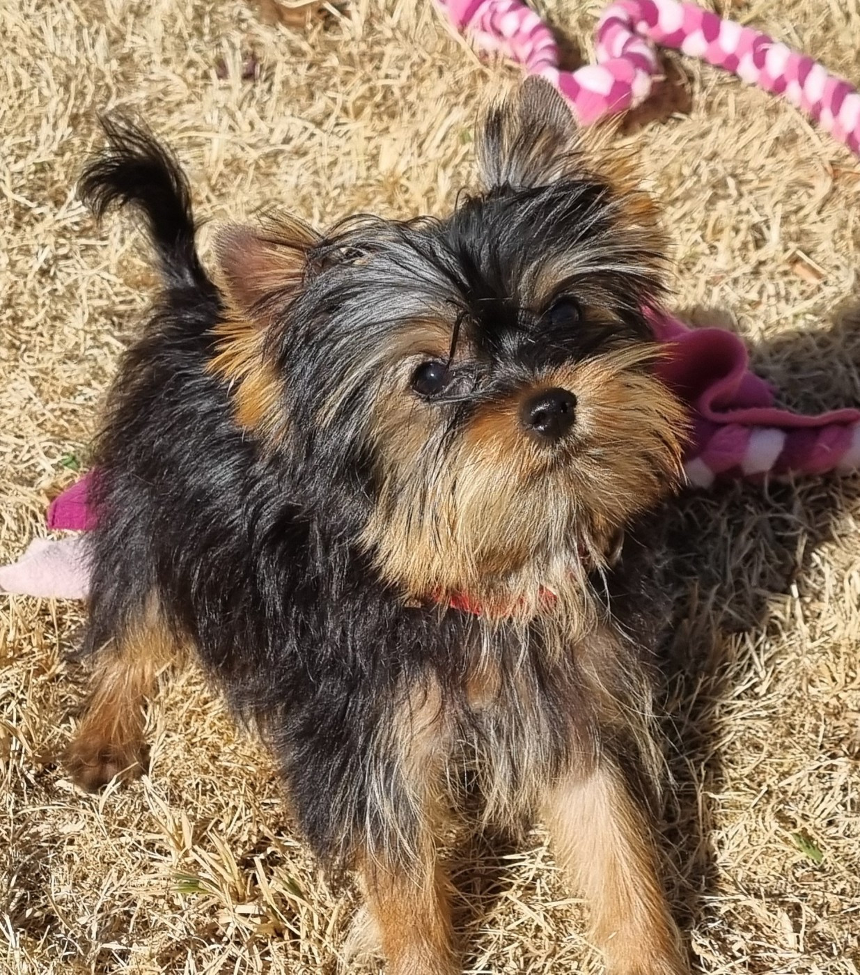 Du logis de beaumanoir - Chiots disponibles - Yorkshire Terrier