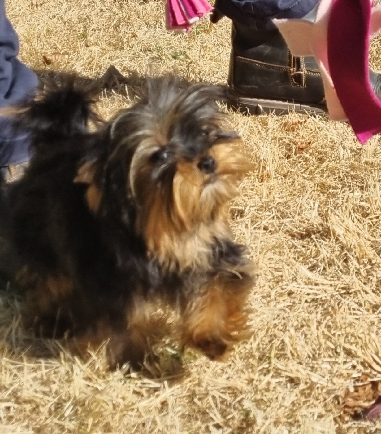 Du logis de beaumanoir - Chiots disponibles - Yorkshire Terrier