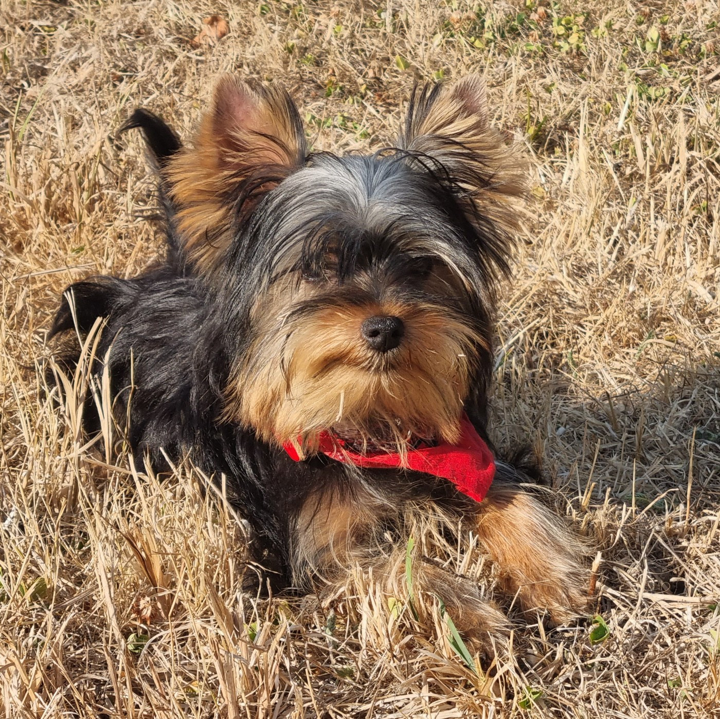 Du logis de beaumanoir - Chiots disponibles - Yorkshire Terrier